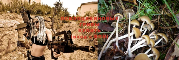 сатива Горнозаводск